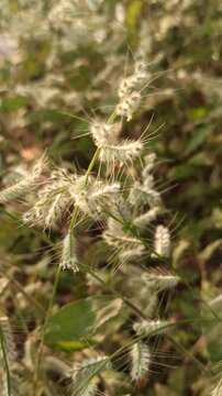 Grevillea  grass flowers