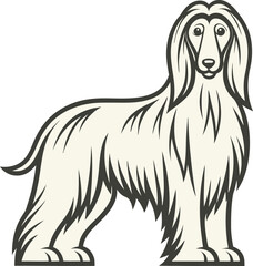 Elegant afghan hound dog breed vector illustration on white background stand proudly with graceful long coat