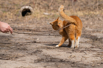 A red-haired cat on a walk on a sunny spring day