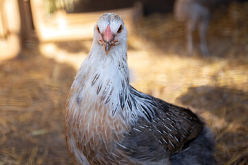Rural Farm Animal Olive Egger Hen