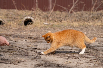 A red-haired cat on a walk on a sunny spring day