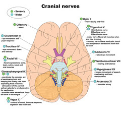 Adobe Illustrator Artwork. The cranaial nerves with pointers and functions. Vector illustration