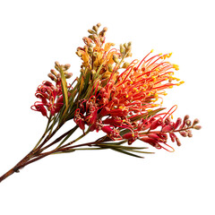 Obraz premium Exotic Grevillea Flowers in a Stunning Natural White Setup