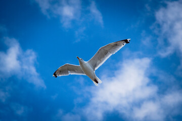 seagull in flight