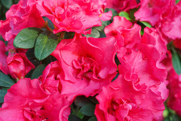 Blooming pink japan Azalea Ericaceae flowers, rhododendron flower macro, background. Evergreen...