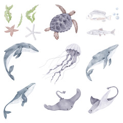 Whale and ocean stingray, fish, turtle and jellyfish. Watercolor illustration. A set of marine animals, starfish and algae from the underwater world, isolated on a white background.