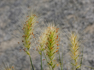 Tall gold grasses of Pennisetum genus in french garden