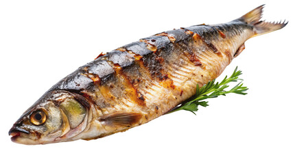Delicious grilled fish served with a sprig of green garnish on black