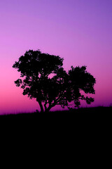 Minimalist nature landscape featuring a dark silhouette of a tree or mountain against a soft pastel gradient sky. Flat or semi-realistic style with a calm, peaceful mood. Created with generated AI