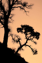 Minimalist nature landscape featuring a dark silhouette of a tree or mountain against a soft pastel gradient sky. Flat or semi-realistic style with a calm, peaceful mood. Created with generated AI