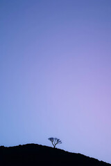 Minimalist nature landscape featuring a dark silhouette of a tree or mountain against a soft pastel gradient sky. Flat or semi-realistic style with a calm, peaceful mood. Created with generated AI