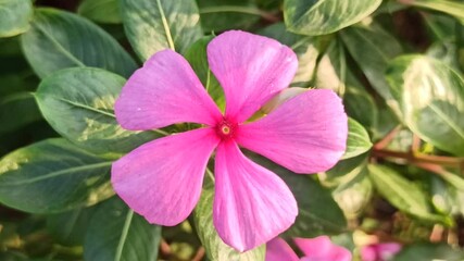 pink Catharanthus roseus