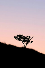 Minimalist nature landscape featuring a dark silhouette of a tree or mountain against a soft pastel gradient sky. Flat or semi-realistic style with a calm, peaceful mood. Created with generated AI