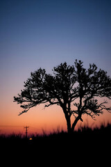 Minimalist nature landscape featuring a dark silhouette of a tree or mountain against a soft pastel gradient sky. Flat or semi-realistic style with a calm, peaceful mood. Created with generated AI