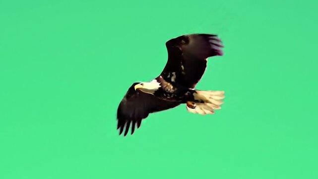 Eagle bird flying in green screen HD video. Low-angle shot of eagle in flight. Green background eagle wildlife footage.