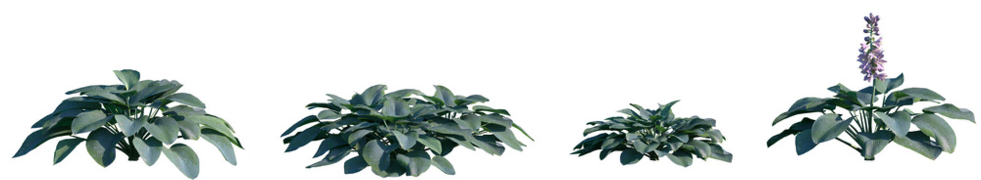 Set of Hosta Blue Mouse Ears (common name Hosta) frontal isolated png on a transparent background perfectly cutout high resolution	