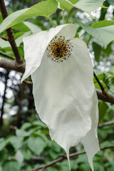 Handkerchief tree in spring