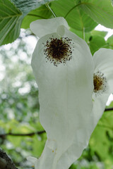 Handkerchief tree in spring