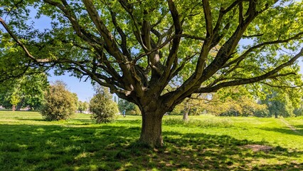 Oak tree on Blackbirds Moor in Boxmoor 
