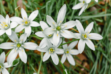 Star of Bethlehem in spring