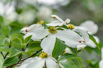 White flowering dogwood in spring