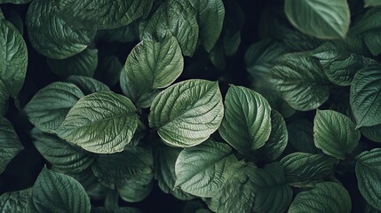 Fototapeta premium Close-up top view of green plants with numerous leaves on a green leaves background, featuring dark green background with lush foliage of grasses and ferns, showing intricate details of plant life.