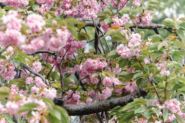 cherry blossom in spring