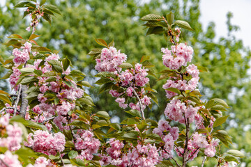 cherry blossom in spring