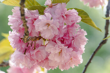 cherry blossom in spring