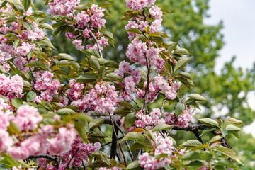 cherry blossom in spring