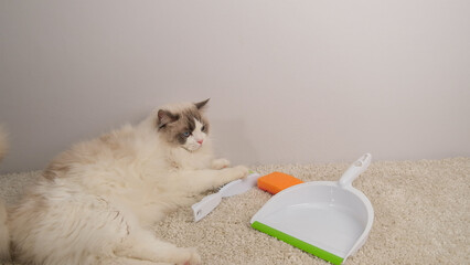 A white cat, tired from cleaning the apartment, lying near the dustpan.