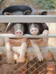 Little pigs. Two piglets are standing on their back feet and waiting for feeding time. Soft focus on the left pig's pink nose.