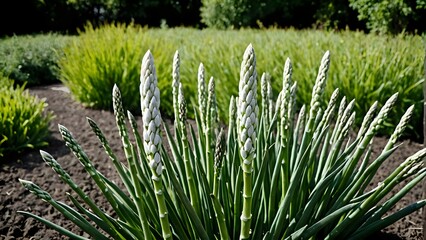Asparagus in the wind