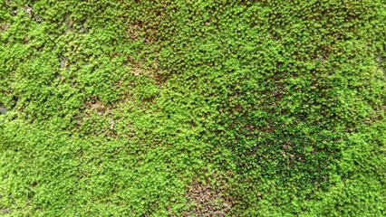 Green moss background