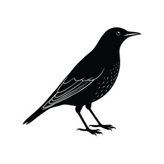 European starling bird silhouette art illustration