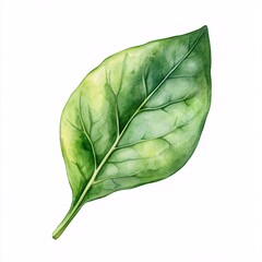 Fresh and Vibrant Spinach Leaf Isolated Against a Clean White Background