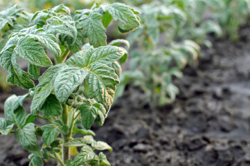 close-up of a  tomato plant in the vegetable garden