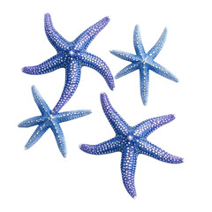 Four vibrant blue starfish clustered together