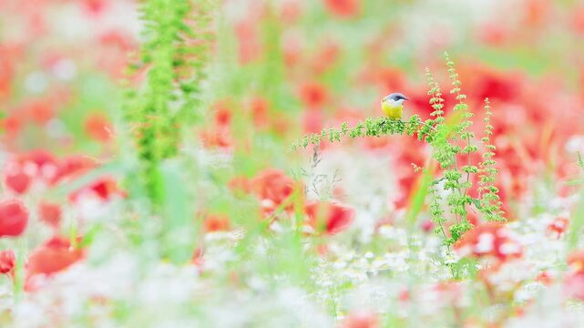 Poppy field in summer with western yellow wagtail (Motacilla flava)
