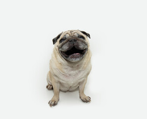 Portrait happy pug dog puppy smiling and looking at camera. Full body isolated on white background