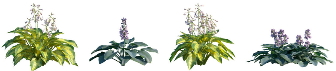 Set of 2 Hosta justine and 2 Hosta Blue Mouse Ears frontal isolated png on a transparent background perfectly cutout high resolution	