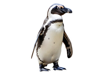 Fototapeta premium penguin on isolated background with high detailing PNG