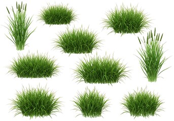 A collection of green grass clumps and reeds isolated on a white background in a nature scene image