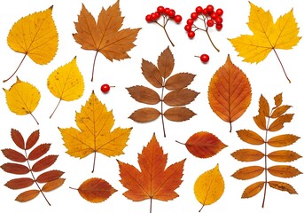 A flat lay of various autumn leaves and red berries on a white background in a studio setting