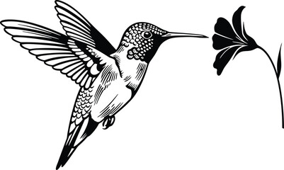 Hummingbird and Flower: Clean Black and White Vector