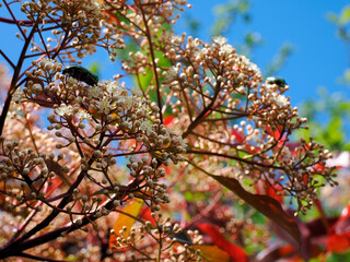 Green Cetonia aurata viewed from profile flowering photinia bush on blue sky background