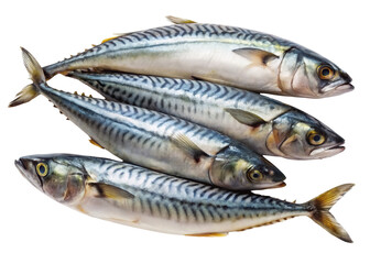 Fresh Mackerel Fish Pile Displayed on a Dark Background, Ready for Cooking