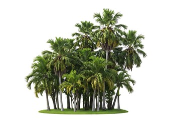 Obraz premium A cluster of tropical palm trees with green fronds isolated on a white background in a studio shot
