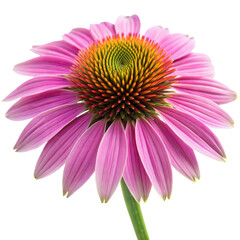 Obraz premium Echinacea on a Transparent background.