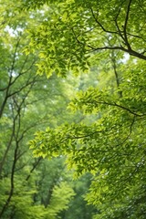 Fototapeta premium A gracefully curving beech branch, laden with vibrant green leaves , illustration, natural
